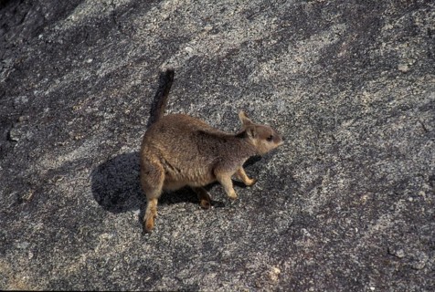 Queensland Rock Kangaroo