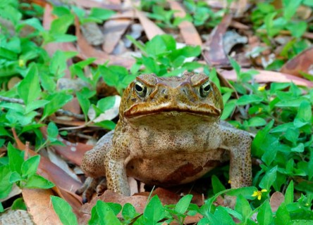 Green toad
