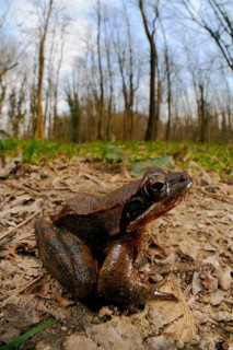 Italian agile frogs