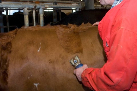 Dairy farmer cuts hair from the fur of dairy cows