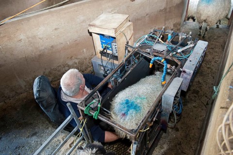 Sheep farming
