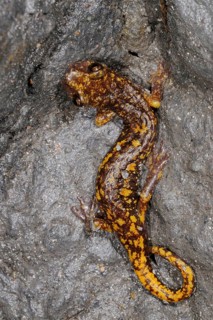 Strinati's Cave Salamander