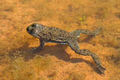 Yellow-bellied toad