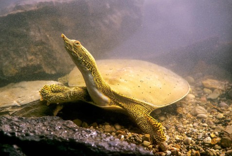 Spur-thighed soft-shelled turtle