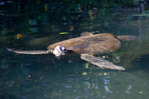Chelonia mydas agassizi