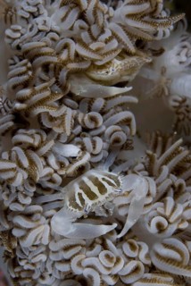 Three-lobed porcelain crab