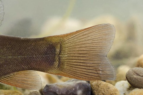 Tench