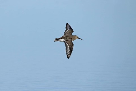 Dunlin