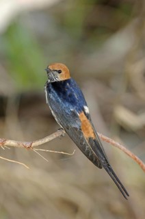 Little Swallow