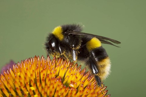 Buff-tailed Bumblebee