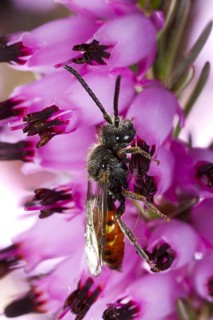 Fabricius' nomad bee