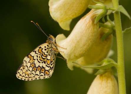 Provencal Fritillary