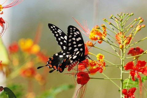 Madagascar Giant Swallowtail