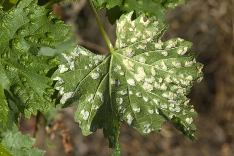 Grapevine blister mite