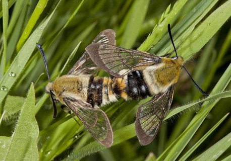 Narrow-bordered Bee Hawkmoth