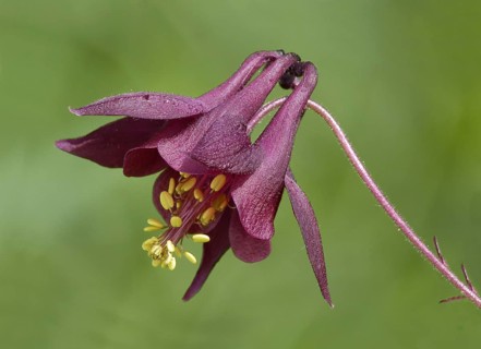Dark dark columbine