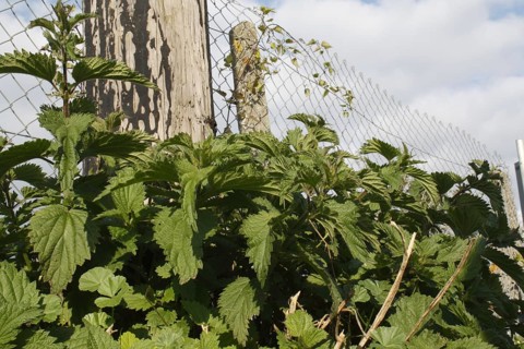 Leaves of stinging nettle