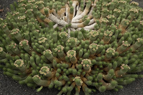 Medusa's head