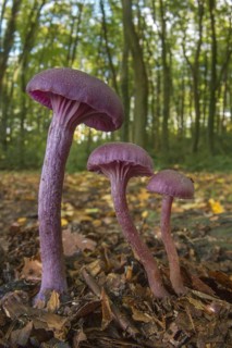 Amethyst Deceiver