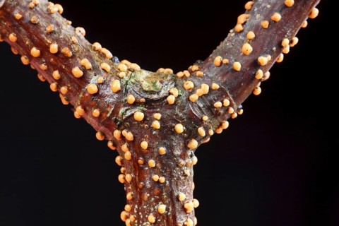 Coral spot fungus