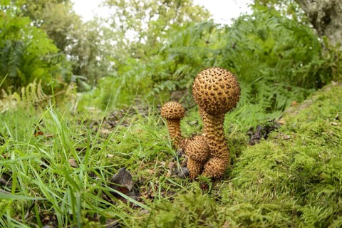 Shaggy Scalycap