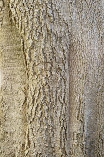Quinine tree