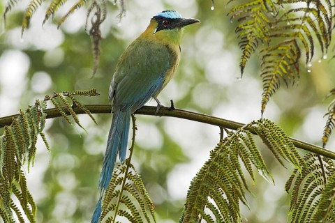 Highland Motmot
