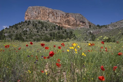 Wildflowers on site