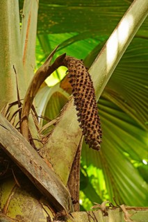 Male maldive coconut