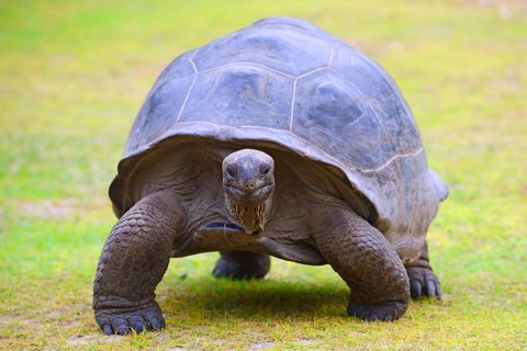 Aldabra giant tortoises