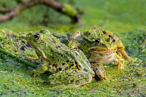 Two edible frogs