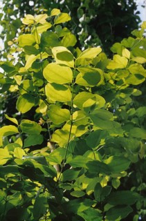 Common Nux vomica