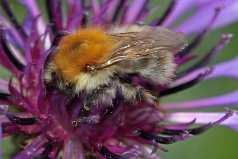 Field bumblebee