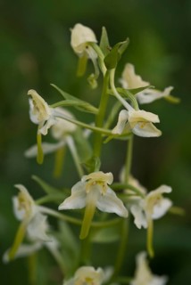 Lesser butterfly orchid