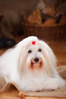 Coton de Tulear