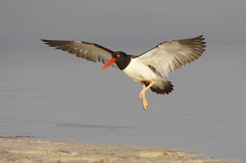 American oystercatcher
