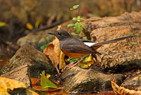 White-rumped Shama