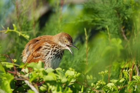 Brown thrasher