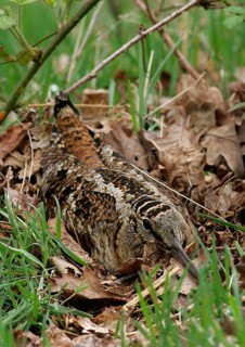 Eurasian woodcock