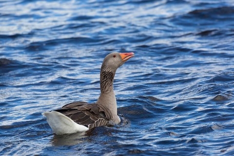 Greylag goose