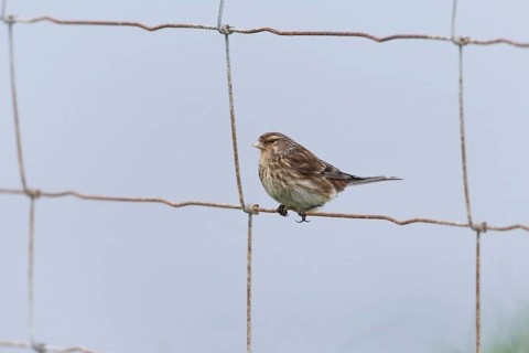 Pygmy twite
