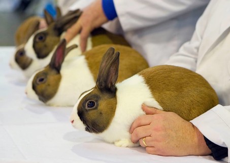 Domestic rabbit
