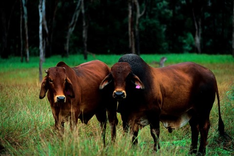 Zebu cattle