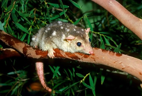Spotted marsupial