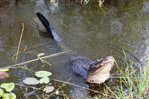 American alligator