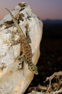 Haggier Massif Rock Gecko