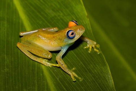 Madagascar Frog