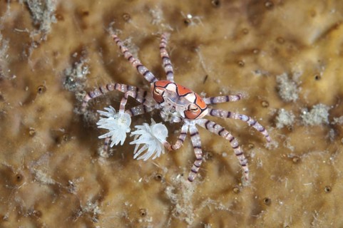 Pom-pom crabs