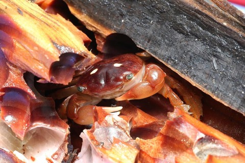 Columbus Crab