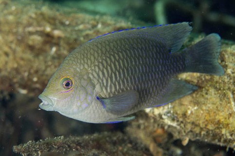 Ambon Damselfish